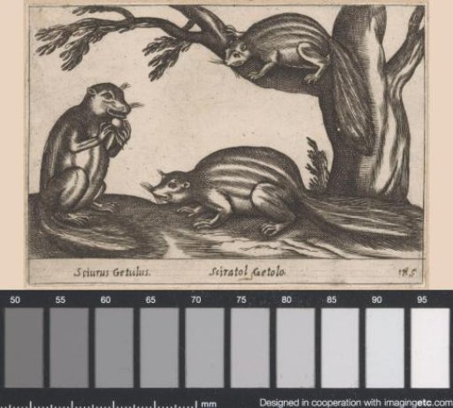 Three Squirrels