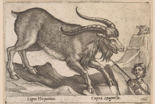 Spanish Goat