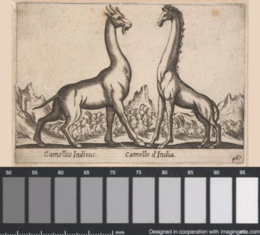 Two Fantasy 'Camels'
