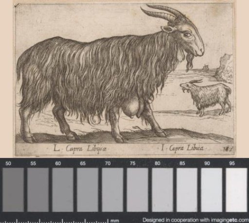 Libyan Goat