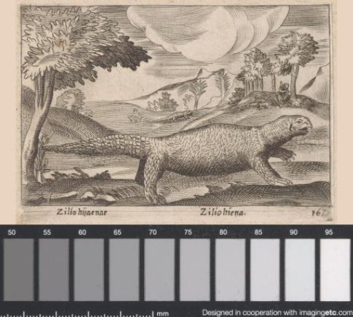 Reptile