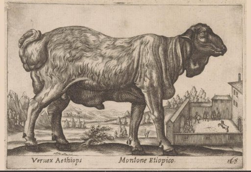 Ethiopian Sheep