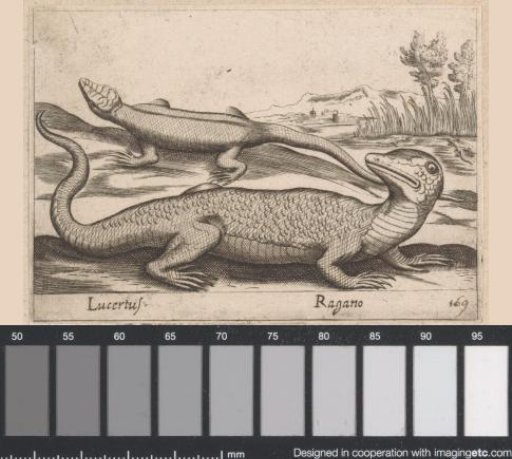 Two Lizards