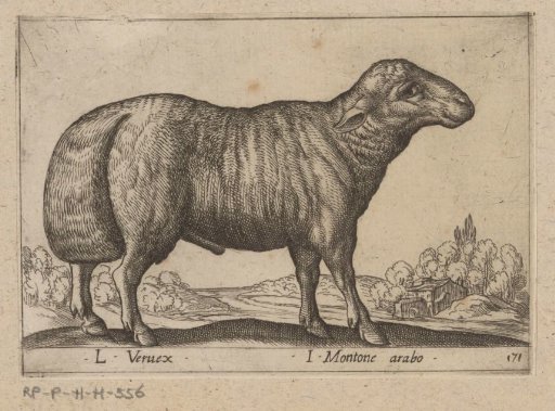 Arabian Sheep