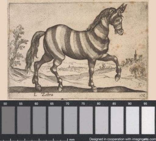 Zebra