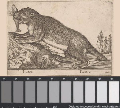 Otter
