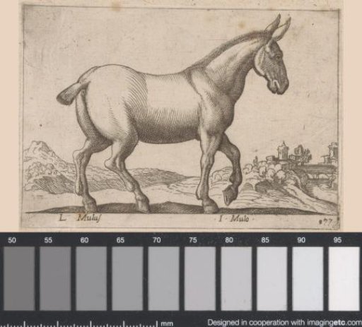 Mule