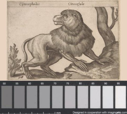 Monkey