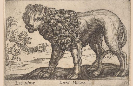 Young lion