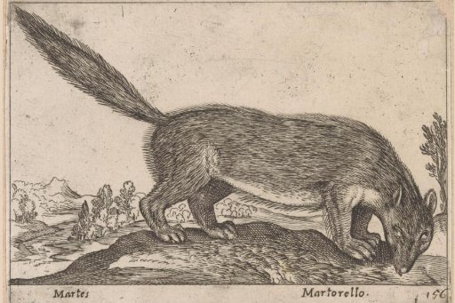 Marten