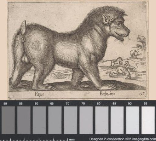 Baboon