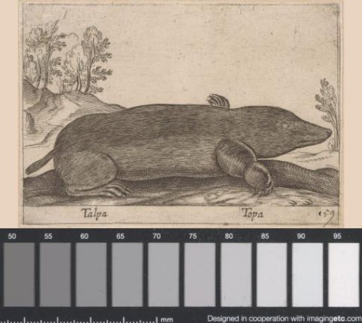 Mole
