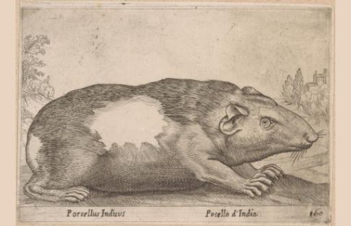 Guinea pig