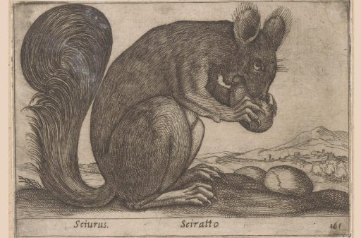 Squirrel
