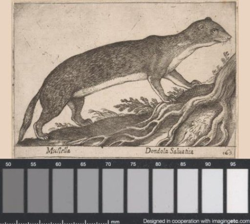 Weasel