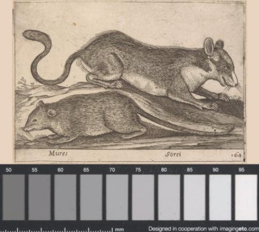 Two rats