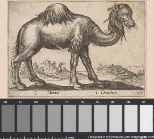 Dromedary