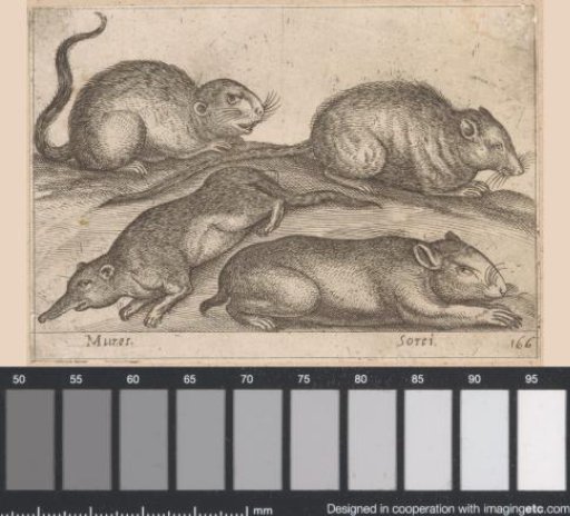 Four different kinds of rats