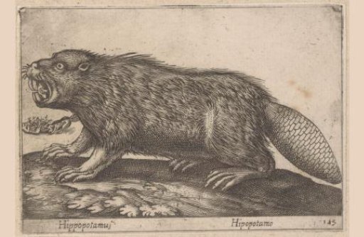 Beaver