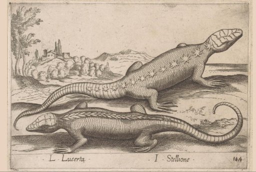 Two lizards
