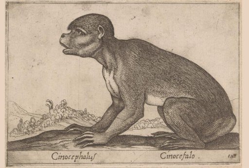 Monkey