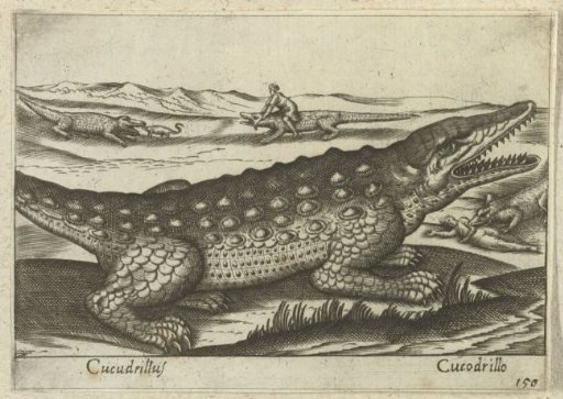 Crocodile