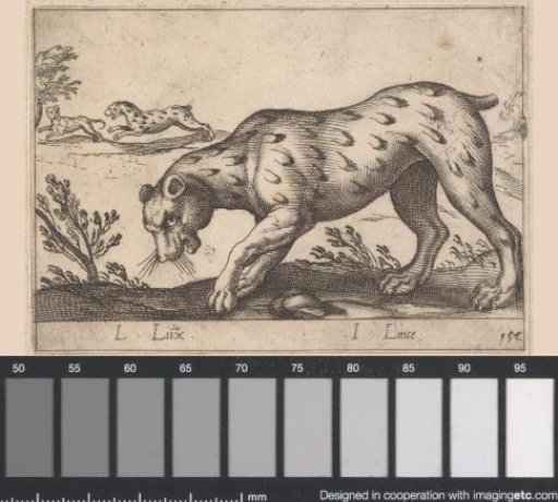 Lynx