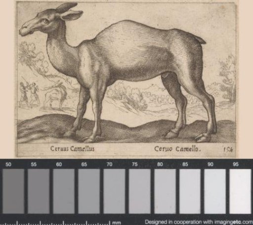 Giraffe