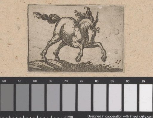 Jumping horse seen from the front