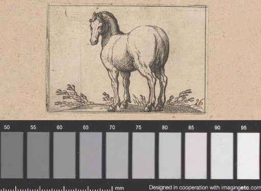 Standing horse seen from behind
