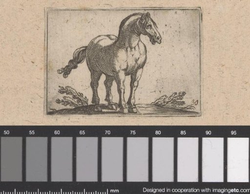 Standing horse seen from the front