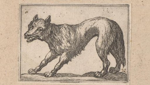 Standing fox