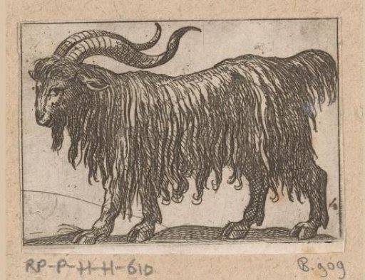 Standing ibex