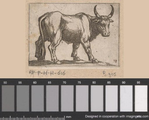 Standing bull turned to the right