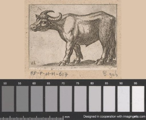 Standing bull turned to the left
