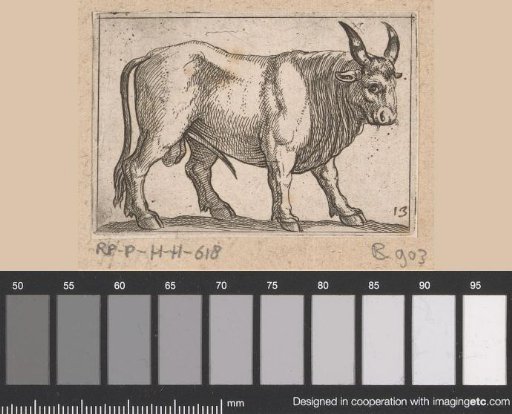 Standing ox