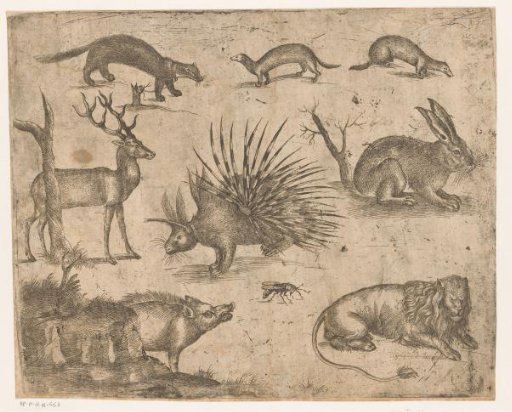 Study Sheet with Various Animals