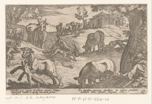 Foxes attacking farm animals
