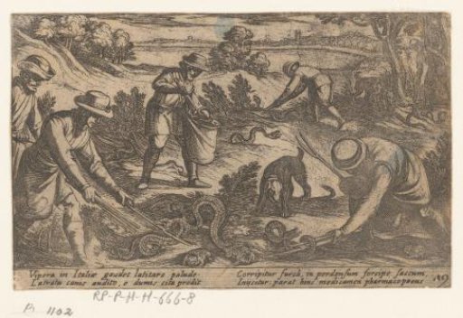 Hunters Catching Snakes