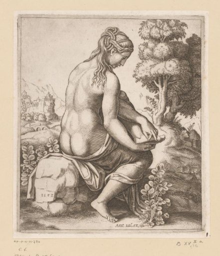 Venus and the Rose