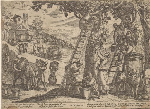 September: grape harvest (Libra)