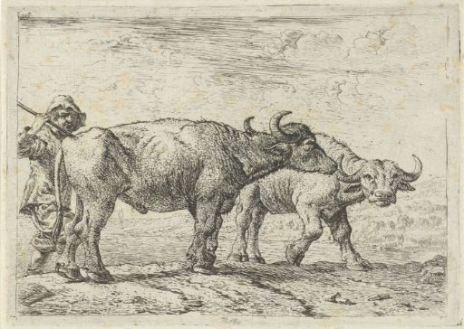 Two buffaloes and a shepherd