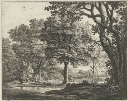 Deer in the Hague Forest