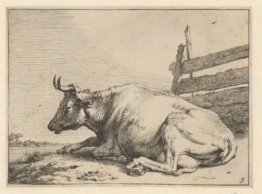 Lying cow by a fence