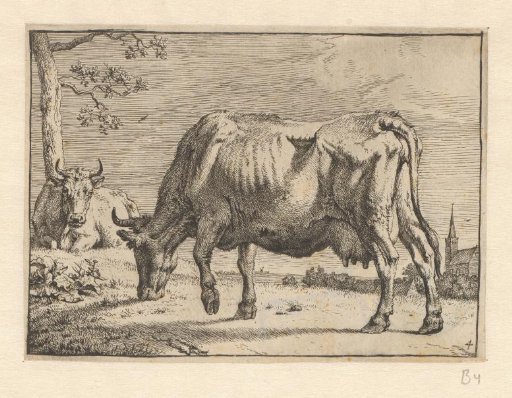 Grazing cow