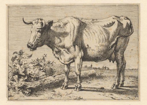 Cow with twisted horn