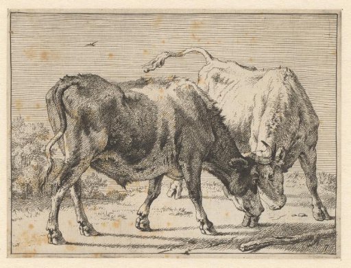 Two fighting oxen