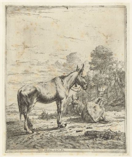Mule with bell on halter and two lying donkeys