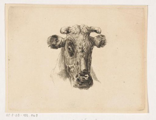 Cow's head viewed from the front
