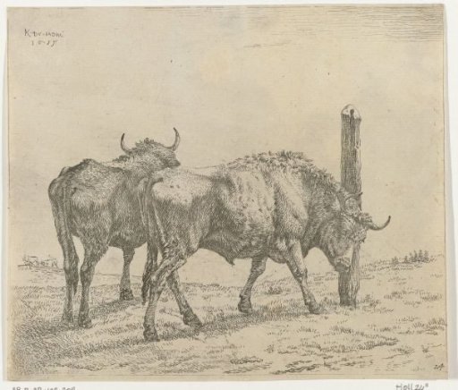 Two Oxen, One Rubbing Its Head Against a Post